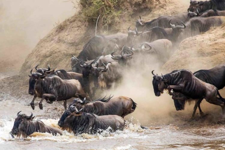 Wildebeest migration